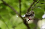 Teenage songbirds experience high mortality due to many causes, MU study finds