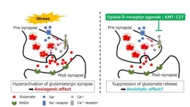 Unexciting an anxious brain: Novel drug reduces anxiety-like behavior in mice