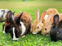 1 in 5 rabbit owners in the UK report painful or debilitating ear disease in their pet, though it may be under-diagnosed and under-treated, with lop-eared and older rabbits being most at risk