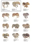 12 new Oriental weevil species discovered using advanced imaging tools