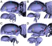 12 new Oriental weevil species discovered using advanced imaging tools 2