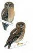 2 new owls discovered in the Philippines