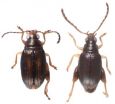 2 new species of leaping beetles discovered in New Caledonia