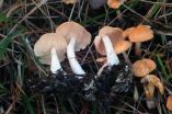 2 new species of mushroom on Iberian Peninsula described