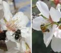 2 new studies show why biodiversity is important for pollination services in California almond