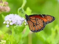 20% of butterflies in the U.S. have disappeared since 2000