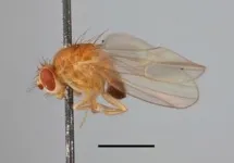 200-year-old DNA helps map tiny fly’s genetic course to new lands, modern times 2