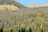 2001-2002 drought helped propel mountain pine beetle epidemic, says CU study