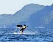 2018–2022 Southern Resident killer whale presence in the Salish Sea: continued shifts in habitat usage