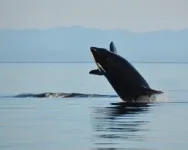 2018–2022 Southern Resident killer whale presence in the Salish Sea: continued shifts in habitat usage 2