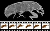 3-D X-ray film: Rapid movements in real time