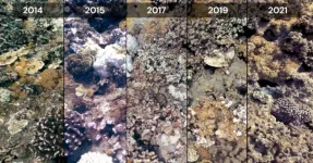 3D models provide unprecedented look at corals’ response to bleaching events