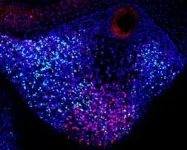 3D-printed flat-bone-mimetic bioceramic scaffolds for cranial restoration 2