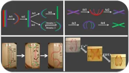 4D bioengineering materials bend, curve like natural tissue