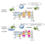 5-aminolevulinic acid might help fight mitochondrial disorders