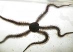 5-limbed brittle stars move bilaterally, like people