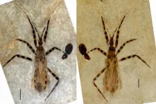 50 million-year-old fossil assassin bug has unusually well-preserved genitalia