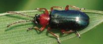 50 years of cereal leaf beetle management research