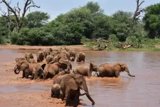 50 years of survey data confirm African elephant decline