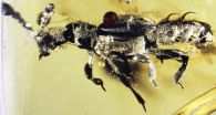 52-million-year-old amber preserves ant-loving beetle