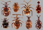 52-million-year-old amber preserves 'ant-loving' beetle 3