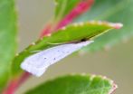 6 new species of Eucalantica micro-moths discovered from the New World