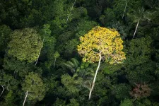 75% of exclusive hardwood may be illegally harvested