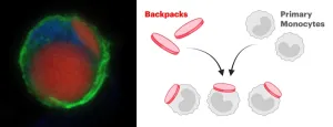 A backpack full of multiple sclerosis therapy