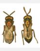 A biodiversity discovery that was waiting in the wings -- wasp wings, that is