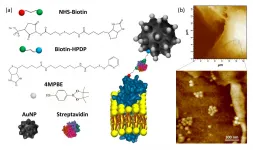 A biosensor for measuring extracellular hydrogen peroxide concentrations