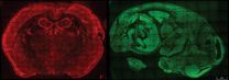 A birds eye view of cellular RNAs