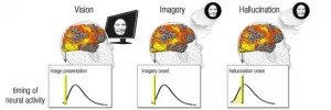 A brain mechanism underlying vision in the blind is revealed