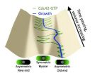 A cells first steps: Building a model to explain how cells grow