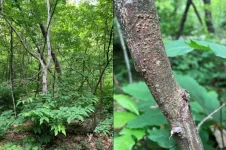 A century of data uncovers how chestnut blight has devastated the American chestnut - and how forest composition has evolved since - in Shenanoah National Park, Virginia