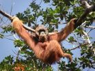 A change of strategy is needed to save the Sumatran orangutans