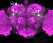 A channel involved in pain sensation can also suppress it 2