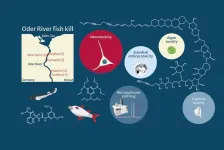 A chemical cocktail of micropollutants amplified the effect of algal toxins causing mass fish mortality on the River Oder in 2022