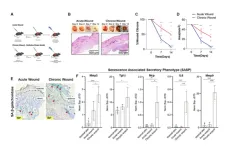 A chronic wound model to investigate skin cellular senescence