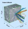 A circuit diagram of the mouse brain