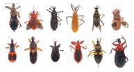 A clearer picture of how assassin bugs evolved