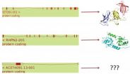 A CNIO team reduces the size of the human genome to 19,000 genes