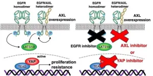 A combination of cancer inhibitors shows success in slowing tumor growth