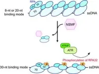 A combination of cancer inhibitors shows success in slowing tumor growth 2