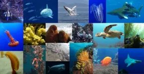 A conservation market could incentivize global ocean protection