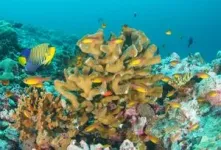 A coral superhighway in the Indian Ocean 2