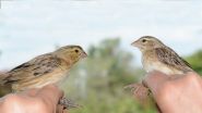 A cuckoo finch in sheeps clothing: ANU media release