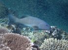 A decade in, have Australia's no-take reserves protected life on the Reef? 2