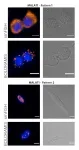 A deep dive into cells RNA reality