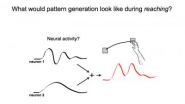 A different drummer: Stanford engineers discover neural rhythms drive physical movement