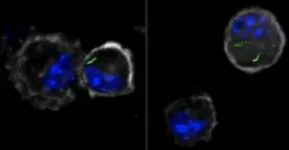 A fungal pathogen, Rosellinia necatrix, that attacks plants, produces antimicrobials to combat the plant-hosted bacteria that would otherwise inhibit its infection success 2